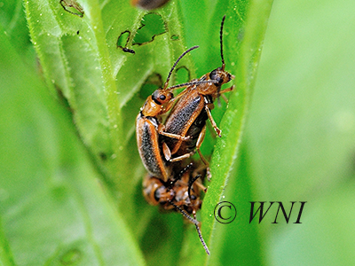 Black-margined Loosestrife Beetle (Neogalerucella calmariensis)